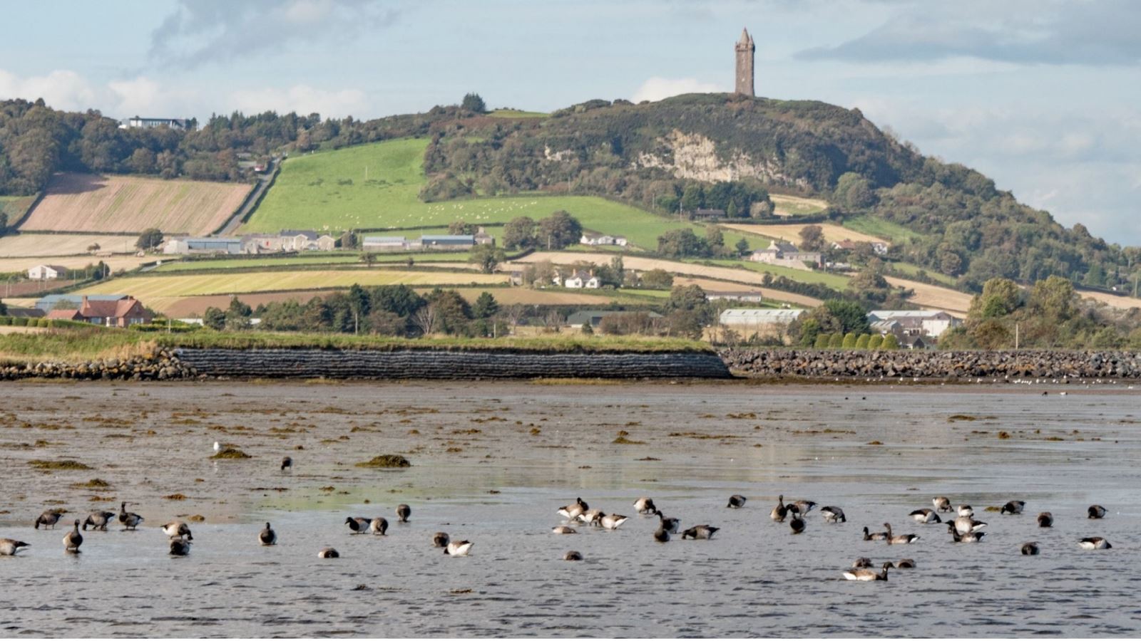 A photo of Scrabo Tower and Country Park from across Strangford Lough